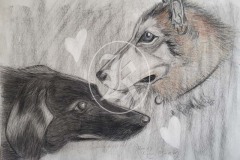 Animals-5