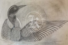 Bird-12