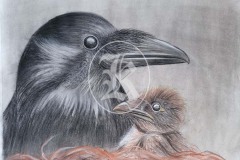 Birds-13