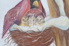 Birds-15