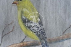 Birds-18