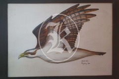 Birds-2-3