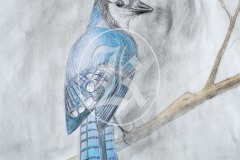 Birds-6-2