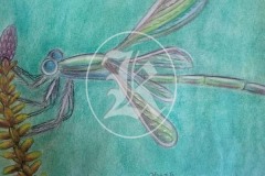 Dragon-Fly-2