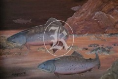 Fish-14