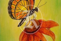 WA-butterfly-1-1
