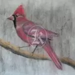 bird 17