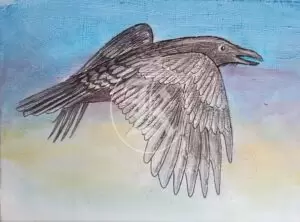 birds 16 eagle