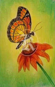 wa butterfly 1